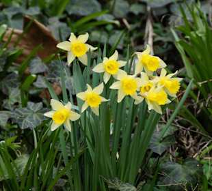 Anlage Planten un Blomen