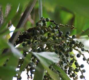 Anlage Planten un Blomen