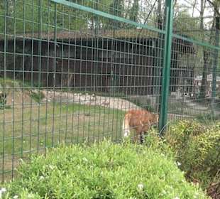 Südamerikabereich - Mähnenwolf