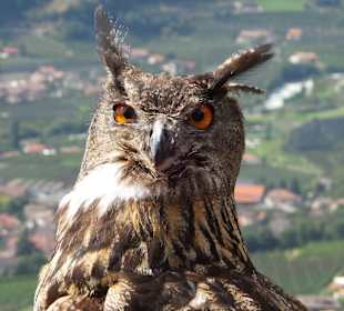 Vogelpflegezemtrum am Schloß