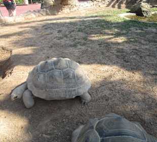 Aquarium / Oceanongrafic