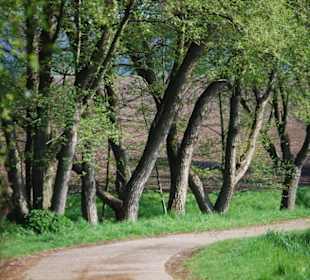 Der Radweg nach Lechstedt
