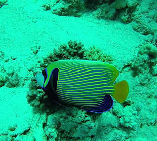 Schnorcheln Hurghada