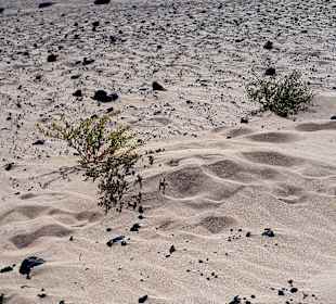 Dünen von Corralejo