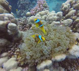 Schnorcheln Makadi Bay