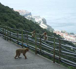 Die Affen rasen durch Gibraltar