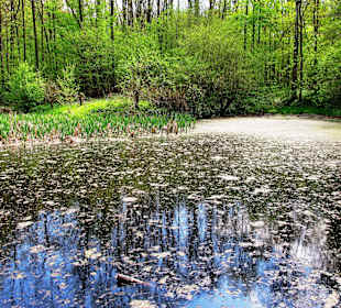 Hallerbos - Kapittelvijver