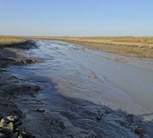 Rundgang durch den Langwarder Groden