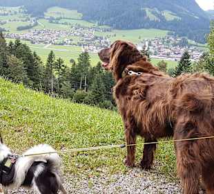 Wandern Strobl - St. Wolfgang