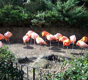 Flamingos