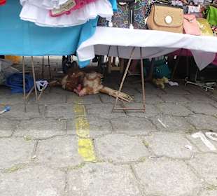 Samstag ist die ganze Stadt ein großer Markt