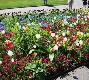 Blumen ohne Ende,