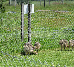 Straußenfarm Mhou Rülzheim