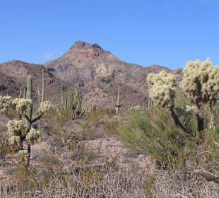 Organ Pipe Cactus National Monument