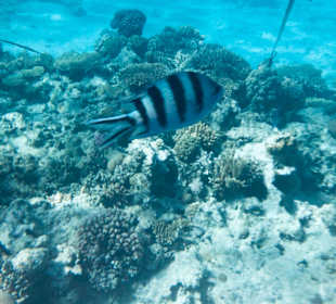 Schnorcheln Hurghada