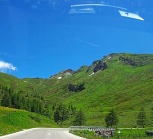 Langsam kommen Bäume wieder