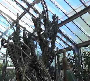 Real Jardín Botánico de Madrid