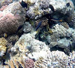 Schnorcheln Makadi Bay