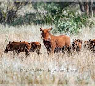 Warzenschweinfamilie