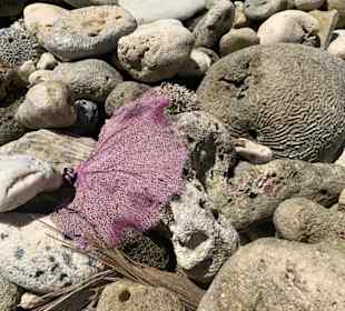 Strand Insel Catalina