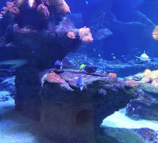 Impressionen aus dem Aquazoo Löbbecke Museum