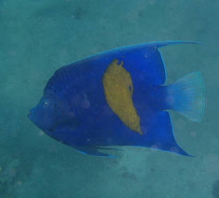 Unterwasserwelt - Arabischer Kaiserfisch