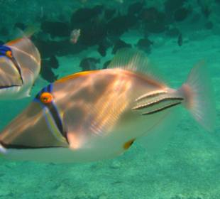 Picassodrückerfische