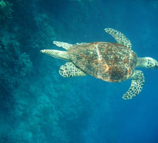 Schildkröte direkt am Hotelriff