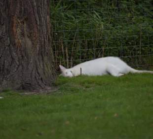 Naturwildpark Granat