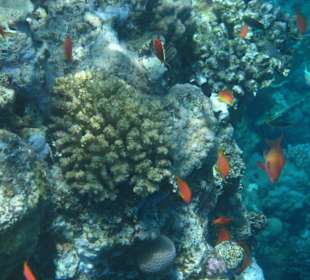 Riffbewohner