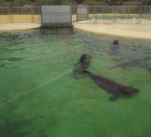 Seehundaufzuchtstation