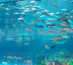 Aquarium in der Dubai Mall