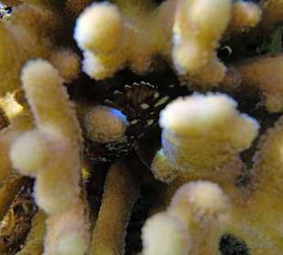 Gelbflecken-Drachenkopf 8,5cm