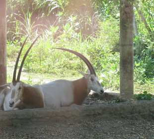 В зоопарке Бали