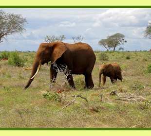 Elefantenmutti mit Kind