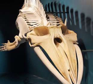 Walskelett im Zoologischen Museum