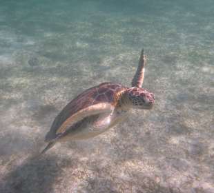 Mit ihr sind wir geschnorchelt in Akumal