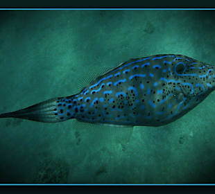 Hausriff Beach Albatros Palace Resort