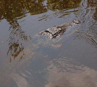 Alligator in freier Wildbahn