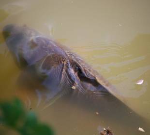 Der Karpfen im Schlossteich