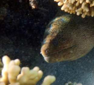 Schnorcheln Marsa Alam