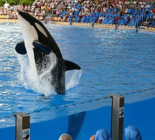 Orca Loro Parque