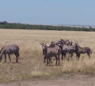 Zebras