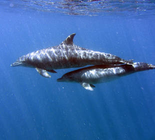 Delphintour - Mutter und Kind