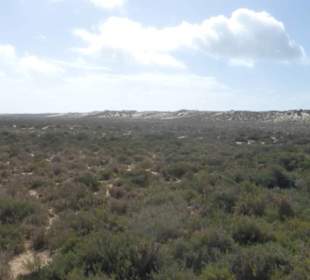 Dünen der Peninsula de Ancão (Ilha de Faro)