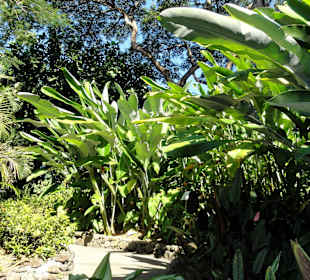 Impressionen aus dem Jardin Botanique de Deshaies