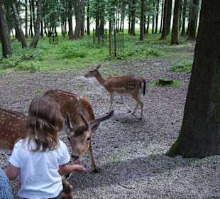 Rehe