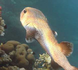 Igelfisch am Hausriff