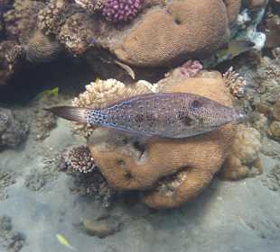 Hausriff - Feilenfisch