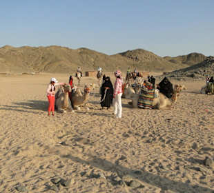 Kamele bei den Beduinnen 